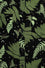 Hell Bunny Gaia Shirt Foliage Moths Stars Moon Print - PRE-ORDER estimated dispatch 17 January 2025